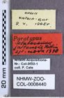 Etikette zu Selatosomus (Selatosomus) jailensis (Dolin, 1971) (NHMW-ZOO-COL-0008440)